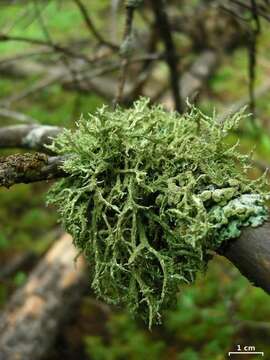 Image of ring lichen