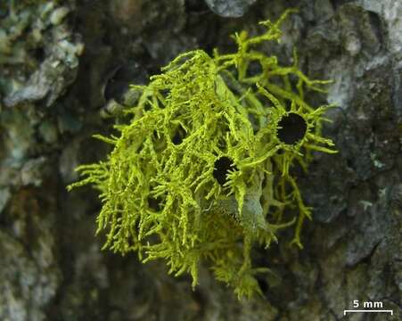 Image of wolf lichen