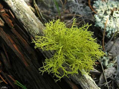 Image of wolf lichen