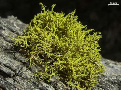 Image of wolf lichen