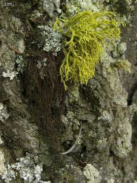 Image of Nodobryoria oregana (Tuck.) Common & Brodo