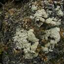 Image of Upsala crabseye lichen