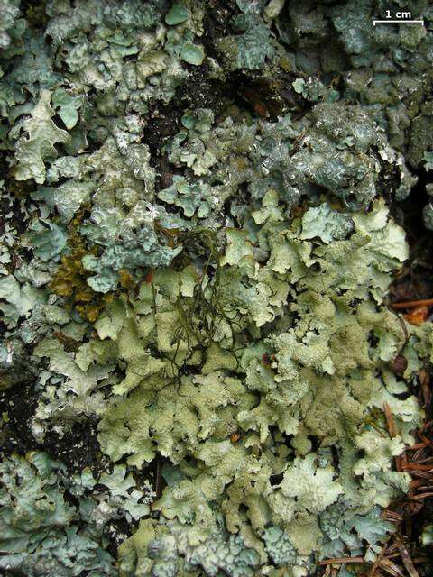 Image of shield lichen