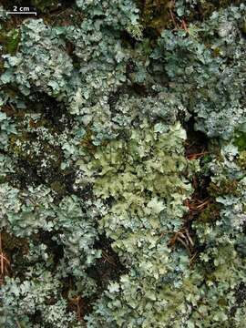 Image of shield lichen