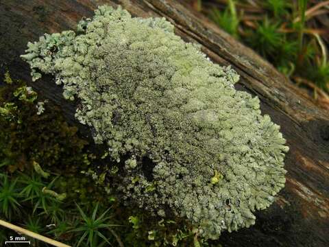 Image of bran lichen