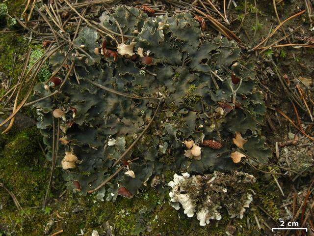 Imagem de Peltigera rufescens (Weiss) Humb.