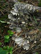 Image of Field dog-lichen;   Felt lichen