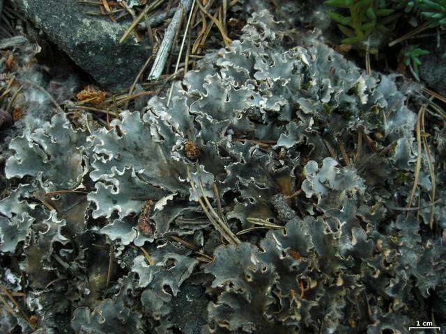 Image of Field dog-lichen;   Felt lichen