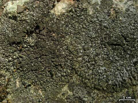 Image of Shadow lichens