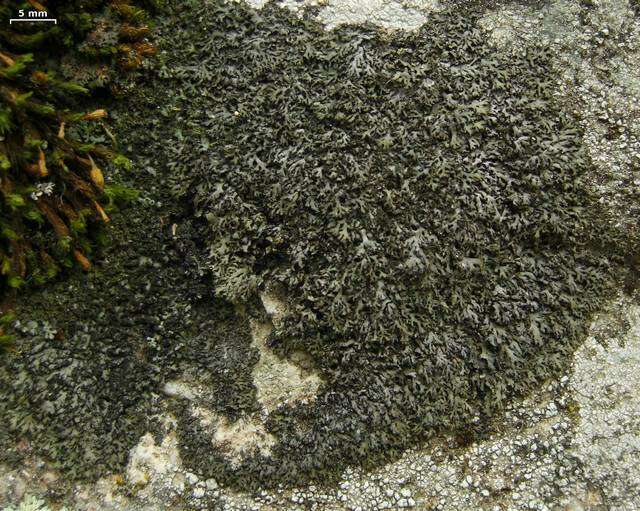 Phaeophyscia sciastra (Ach.) Moberg resmi