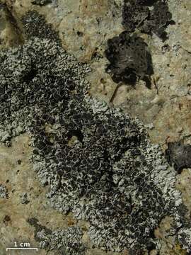 Image of rosette lichen