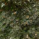 Image of bowl lichen