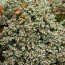 Image of Woolly foam lichen