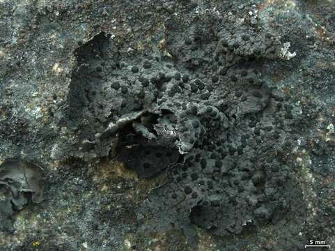 Image of Blistered rock tripe lichen