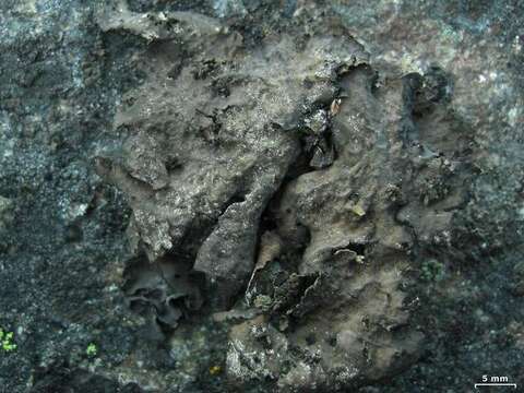 Image of Blistered rock tripe lichen