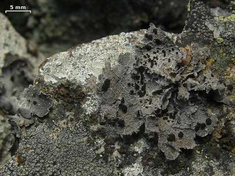 Image of Krascheninnikov's navel lichen