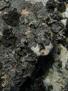 Image of Krascheninnikov's navel lichen