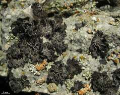 Image of Krascheninnikov's navel lichen