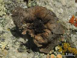 Image of navel lichen