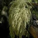 Image of Lapland beard lichen