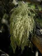 Image of Lapland beard lichen