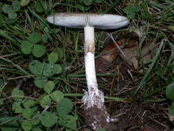 Image of Amanita