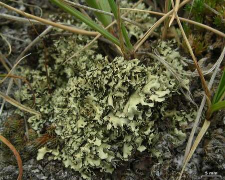 Image of Wyoming xanthoparmelia lichen