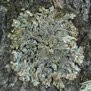 صورة Hypogymnia verruculosa Goward