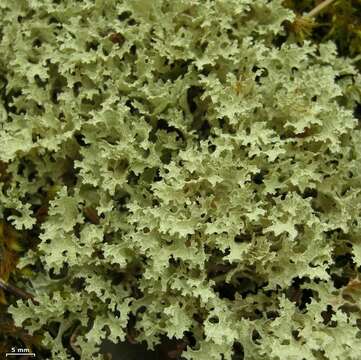 Image of Snow Lichens