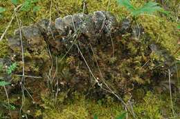 Image of felt lichen