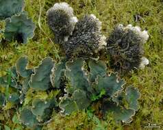 Image of felt lichen