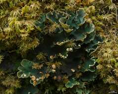 Image of felt lichen