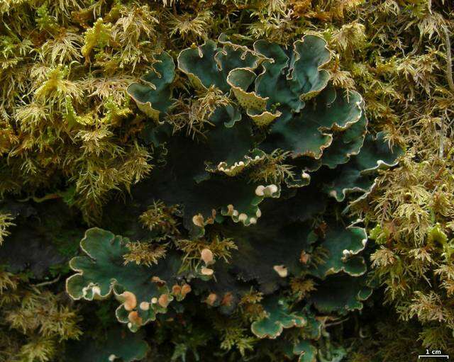 Image of felt lichen