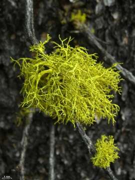 Image of wolf lichen