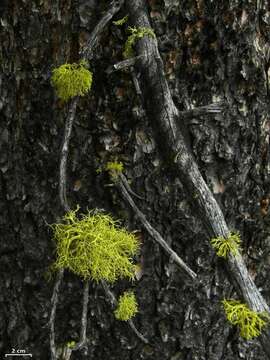 Image of wolf lichen