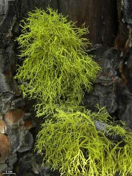 Image of wolf lichen