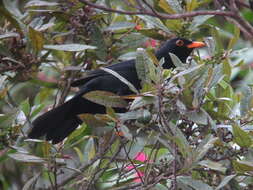 Image of Glossy-black Thrush