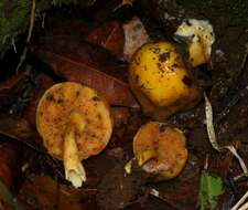 Image of Pulveroboletus