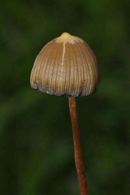 Image de Psilocybe mexicana R. Heim 1957