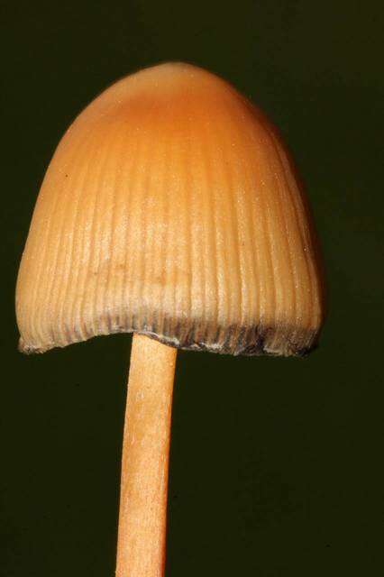 Image de Psilocybe mexicana R. Heim 1957