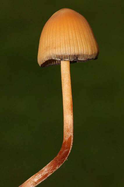 Image de Psilocybe mexicana R. Heim 1957