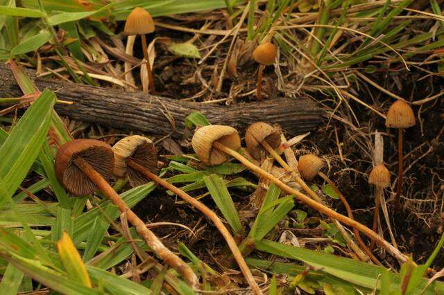 Image de Psilocybe mexicana R. Heim 1957