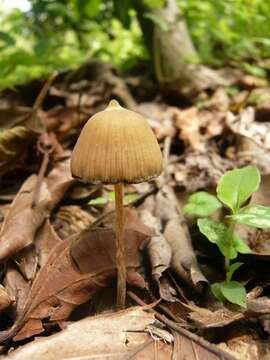 Image de Psilocybe mexicana R. Heim 1957