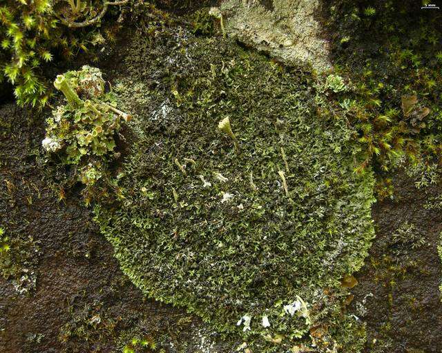 Phaeophyscia sciastra (Ach.) Moberg resmi