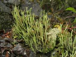 Image of cup lichen