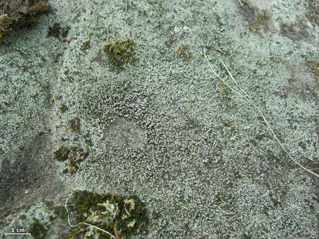 Image of nail lichen