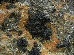 Image of Pringle's rim lichen