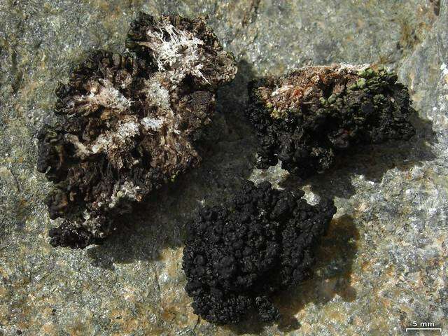 Image of Pringle's rim lichen