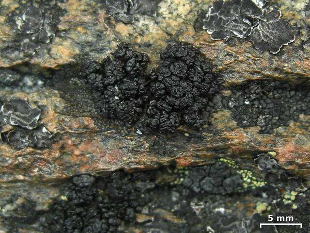 Image of Pringle's rim lichen