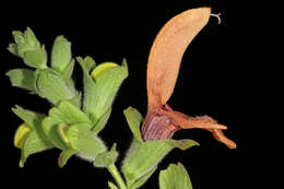 Salvia aurea L. resmi